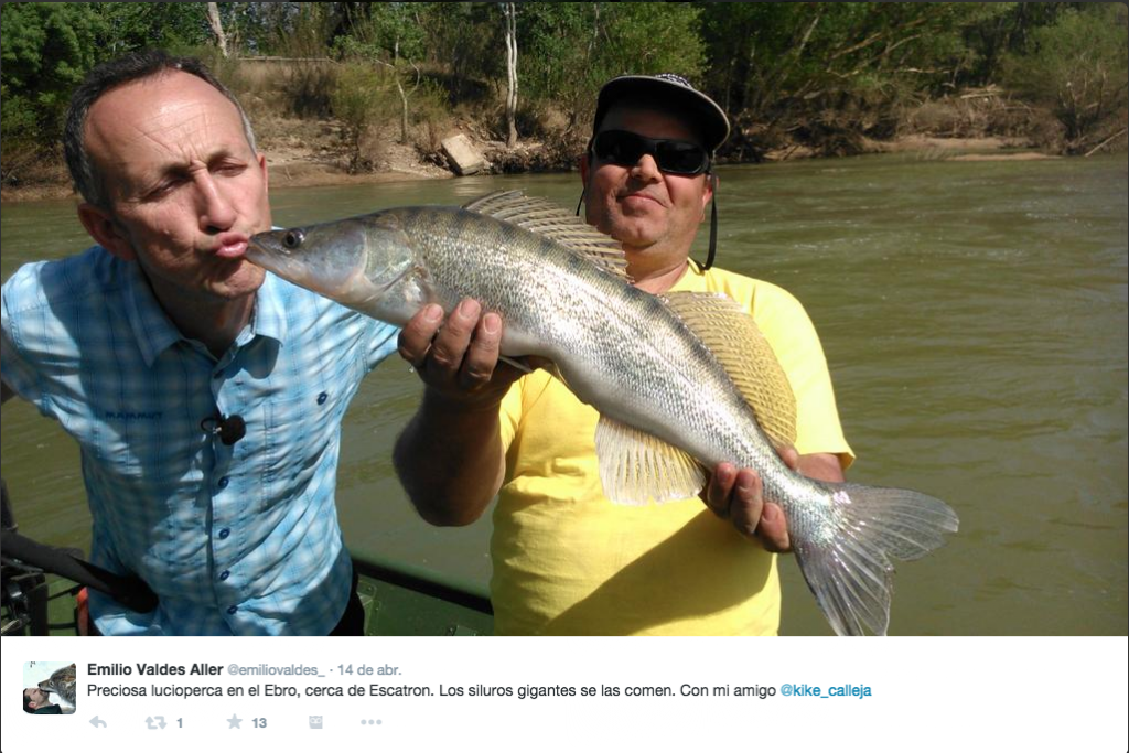 Kike calleja pesca un lucioperca en aguas del Ebro Escatrón