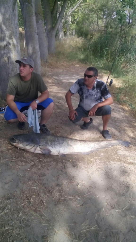 Con la nueva ley el siluro no podrá ser devuelto al agua