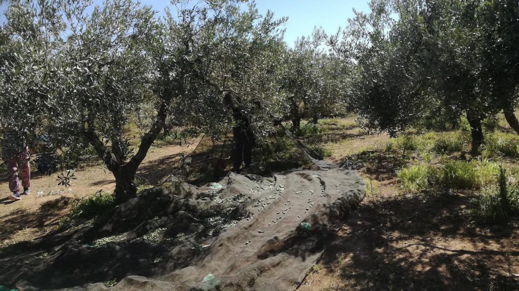 Llegando olivas en Escatrón