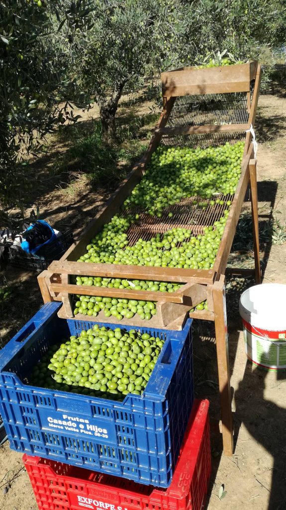 Olivas en la zaranda