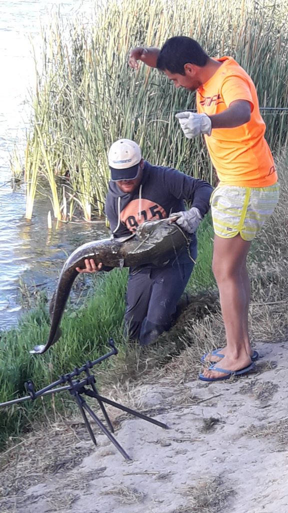 Pesca del siluro en Escatrón